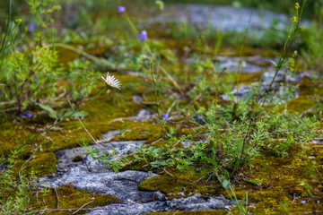 forest spring landscape after rain with wild flowers and herbs on stone and moss
