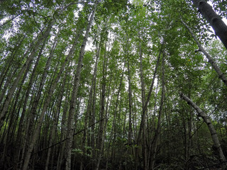 Mangrove forest on the nature