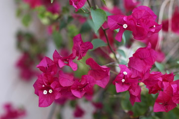 pink flowers in garden