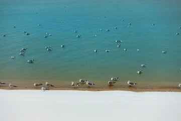 seagulls on the beach