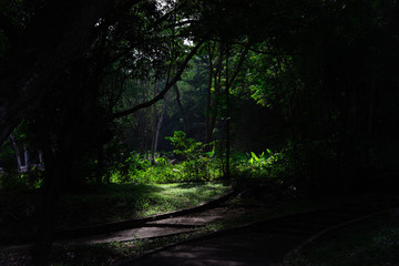 Fototapeta premium Morning mood,Beautiful Park Silhouettes Landscape in Thailand