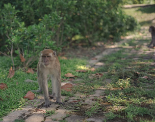 long-tailed macaque , Crab-eating macaque on the hilltop in South,Thailand,south East Asia