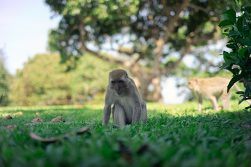 long-tailed macaque , Crab-eating macaque on the hilltop in South,Thailand,south East Asia