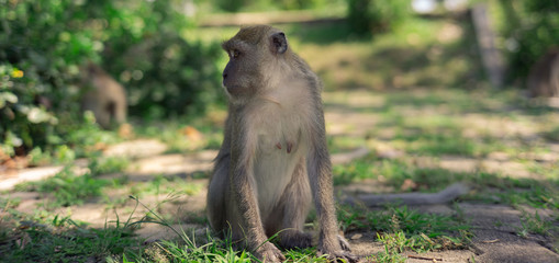 long-tailed macaque , Crab-eating macaque on the hilltop in South,Thailand,south East Asia