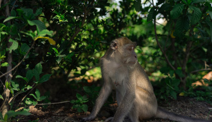 Naklejka na ściany i meble long-tailed macaque , Crab-eating macaque on the hilltop in South,Thailand,south East Asia
