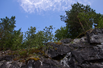 bottom view of the forest growing on the mountain