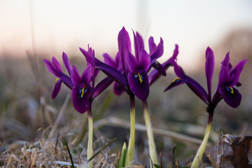 purple irises in the spring garden in the middle of dry grass