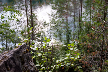 top-down view of the mountain river