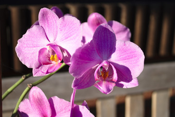 Eine magische Orchidee in der Wintersonne