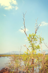 Landscape tree grow in reservoir  and blue sky  with mountain back.