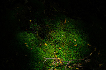 Moss in woods, Patagonia Argentina.