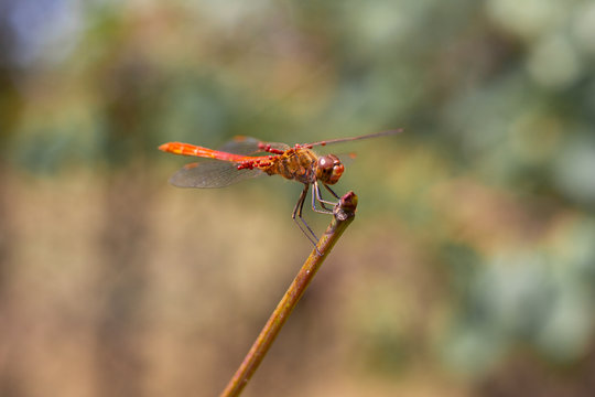 dragonfly with wings with a red pattern sits on a branch