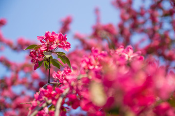 Close up of pink blossoming sakura flowers with green leaves on blue sky background in springtime