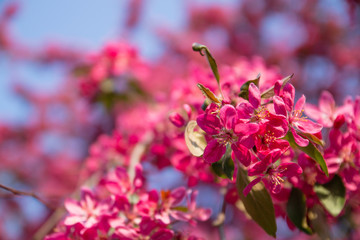 Close up of pink blossoming sakura flowers with green leaves on blue sky background in springtime
