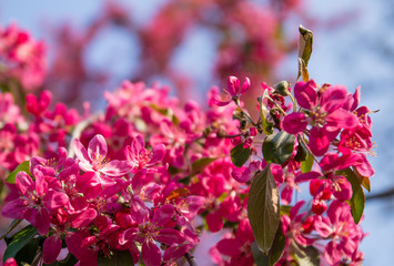 Close up of pink blossoming sakura flowers with green leaves on blue sky background in springtime