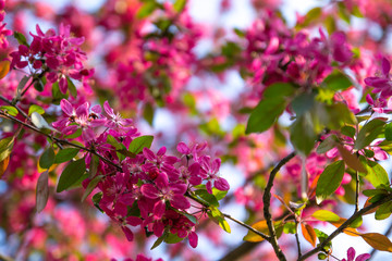 Close up of pink blossoming sakura flowers with green leaves on blue sky background in springtime