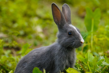 rabbit in the grass,. Black RABBIT in grass