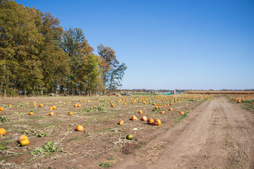 Pumpkin Patch © Applied Worldwide