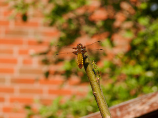 dragonfly on a branch