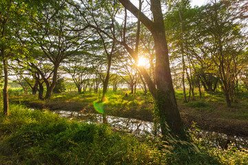 green forest and sun light. pond in the forest. natural background.
