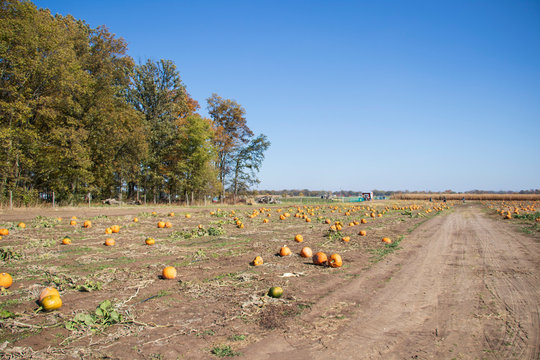 Pumpkin Patch