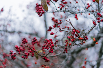 Close up of red rose hip on the bush with green leaves on grey sky background in springtime