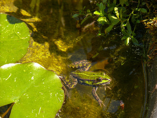 frog swimming