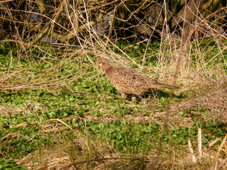 female common pheasant