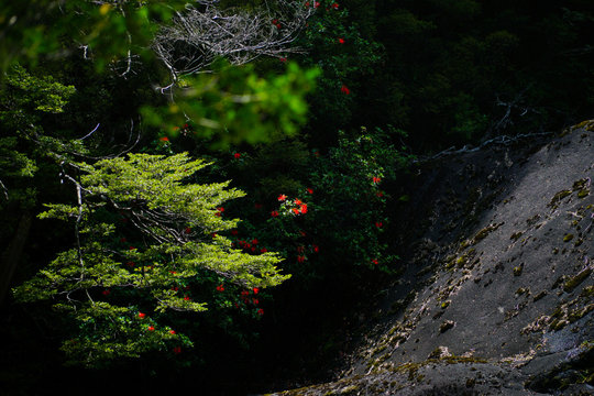 Red flowers on green trees and cascade rock