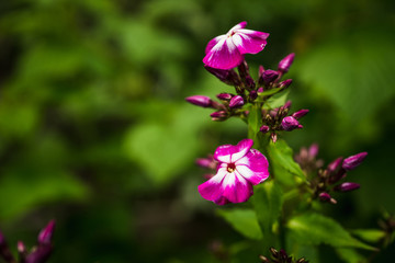 Fototapeta premium Blooming phlox in the garden. Shallow depth of field.