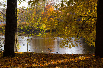 river in the autumn forest with ducks
