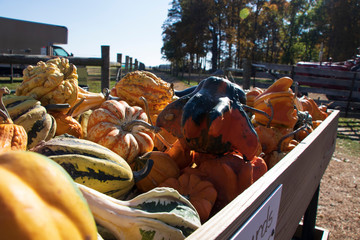 Gourds for Sale