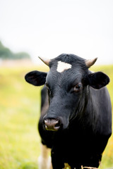 Young bull looking at camera in the field. vertical stock photo. livestock concept. Black and white photo.