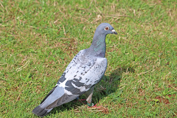 Pigeon in a field	