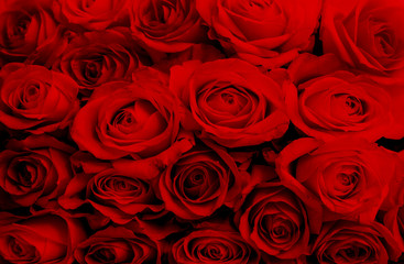 Close up macro of vibrant red roses, perfect romantic card floral background for Valentine's day