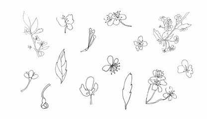 Vector set sakura clipart. Black spring illustration flowers line art on a white isolated background. Design for weddings, prints, stickers, web, coloring, cards, layouts.