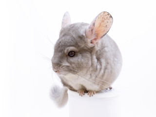 The cute furry chinchilla sitting on a white tube isoleted background