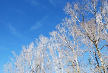 White Birch Tree Tops and Blue Sky