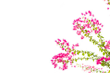 Bougainvillea on white background , Pink flower.