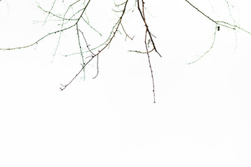 Green leaves on white