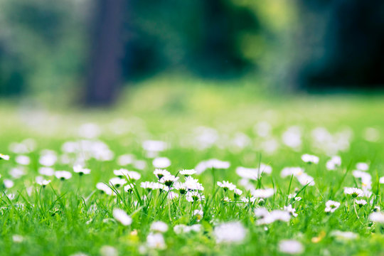hintergrundbild g&auml;nsebl&uuml;mchen wiese