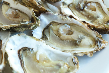 Opened oysters on the white plate, close-up