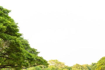 Green leaves on white
