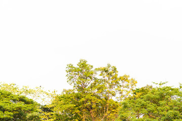 Green leaves on white