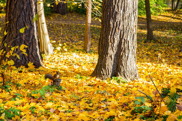 squirrel in the autumn forest on the background of a carpet of yellow fallen leaves