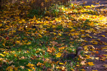 squirrel in the autumn forest on the background of a carpet of yellow fallen leaves