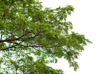 Green leaves on white