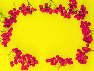 Horizontal natural autumn frame of fresh red rowan berries on a bright yellow background