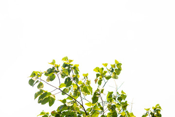 Green leaves on white