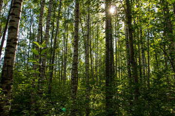 the sun's rays breaking through the birch grove